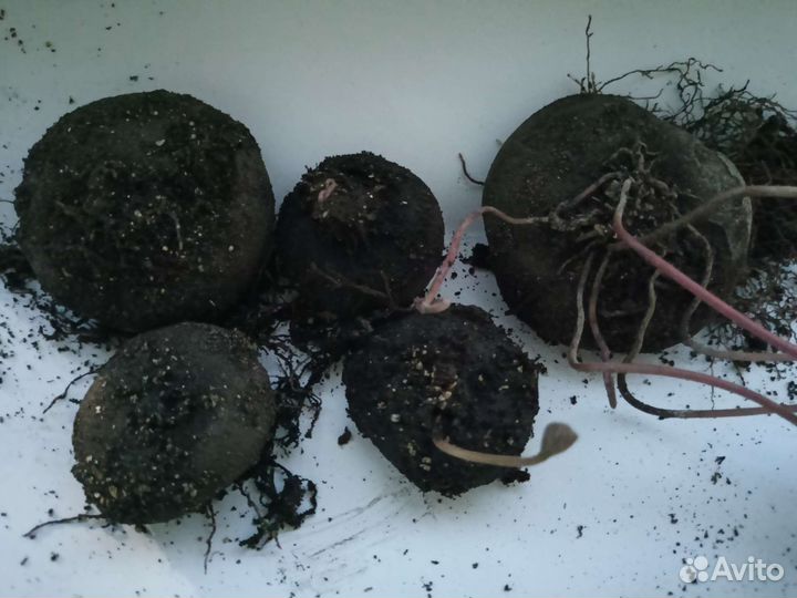 Цикламен косский, лечебный