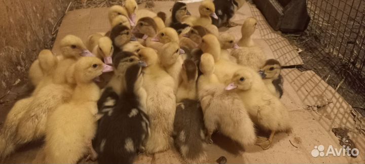 Мускусные утята