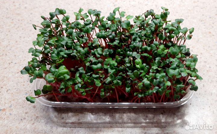 Микрозелень