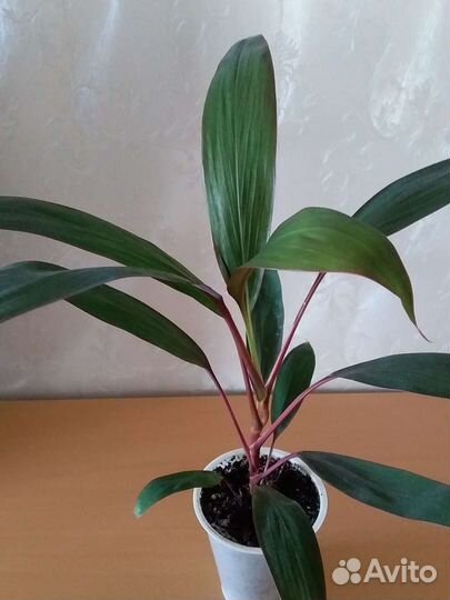 Карделина,фикусы