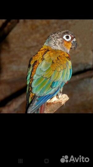 Попугай пиррура и ожереловые