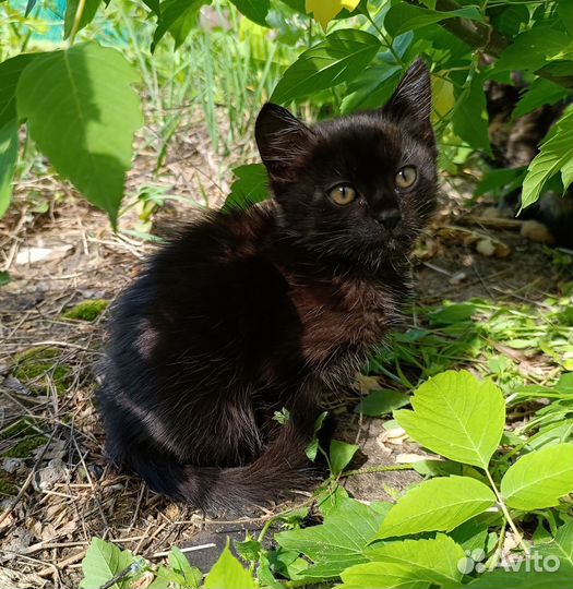 Кошка в дар бесплатно