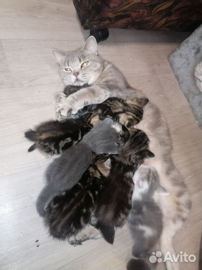 Котята от британки