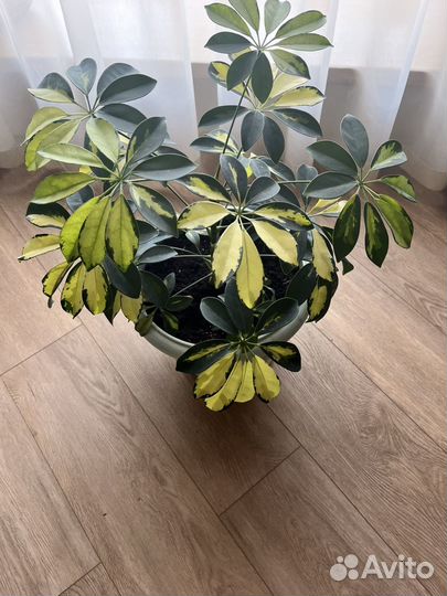 Шеффлера пестролистная