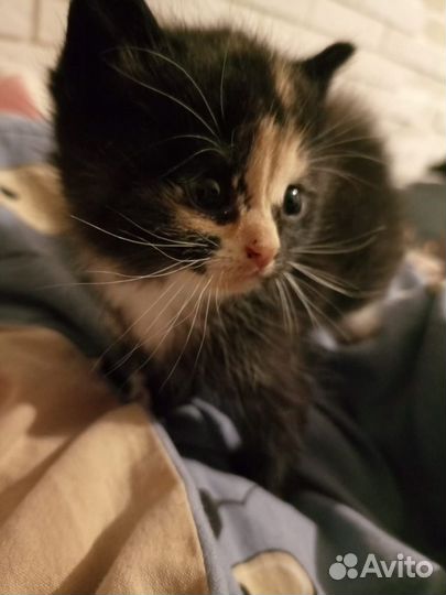 Котенок 1 мес