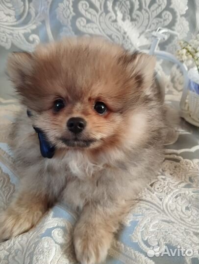 Немецкий шпиц