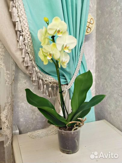 Орхидея сорта Alassio желто-зеленая