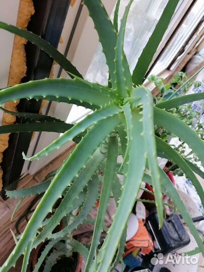 Алое столетник