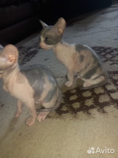 Донской сфинкс котята