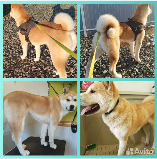 С. Косулино. Груминг. Стрижка кошек и собак