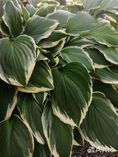 Хоста растение