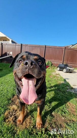 Передержка собак кошек хорьков кроликов животных