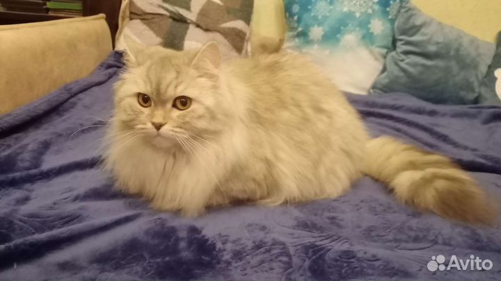 Кошечка на вязку