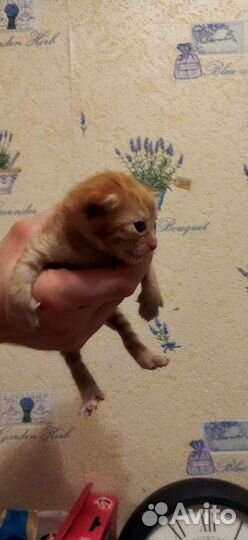 Котята в добрые руки мальчики