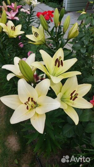 Лилии луковицы