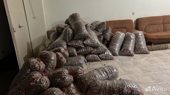 Грецкий орех