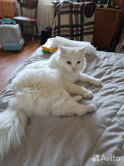 Отдам бесплатно кота