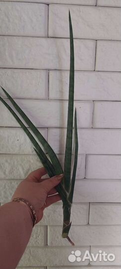 Сансевьерия сортовая