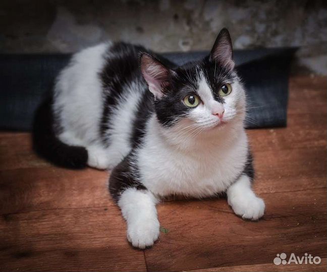 Кошка в добрые руки