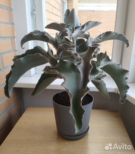 Каланхоэ бехарское комнатное растение