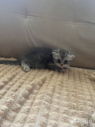 Шотландские вислоухие котята