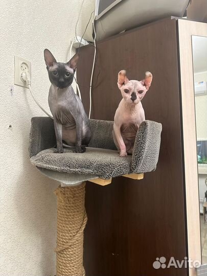 Девочки Канадский Сфинкс, Эльфы