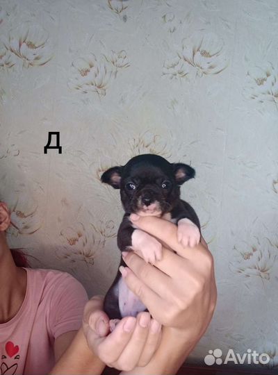 Щенки чихуахуа
