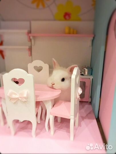 Красавчики маленькие кролики