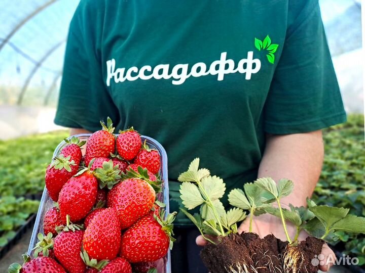 Рассада клубники. Импортные сорта