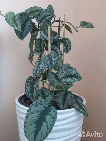 Сциндапсус пятнистый