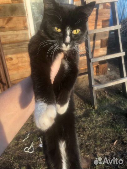 Кошки в добрые руки бесплатно