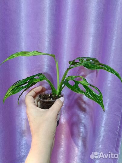 Монстера Адансона минт