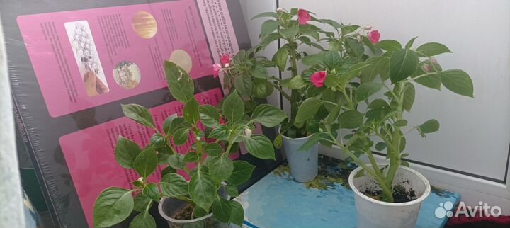 Бальзамин (ванька мокрый)