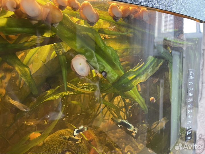 Криптокорина апоногетонолистная