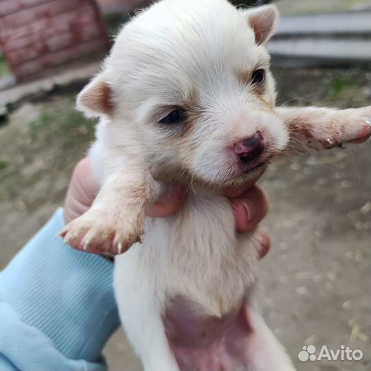 Маленькая собака в добрые руки бесплатно