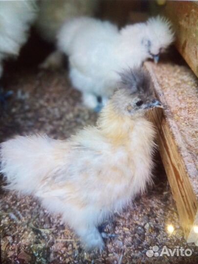 Инкубационные яйца