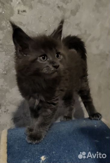 Котята мейн-кун