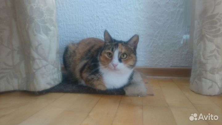 Отдаю в хорошие руки