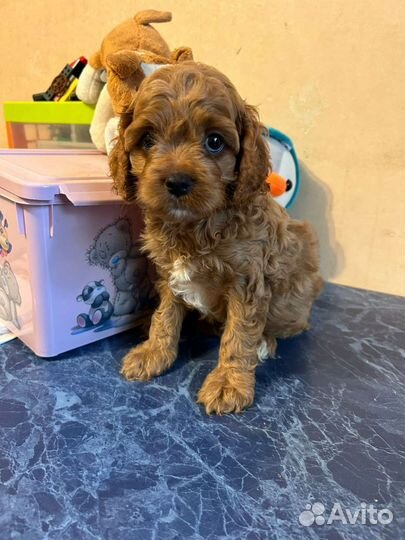 Мальчик кавапу