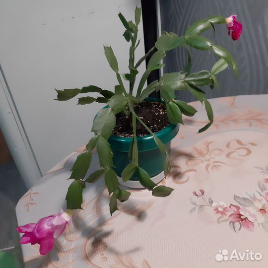 Комнатные цветочки