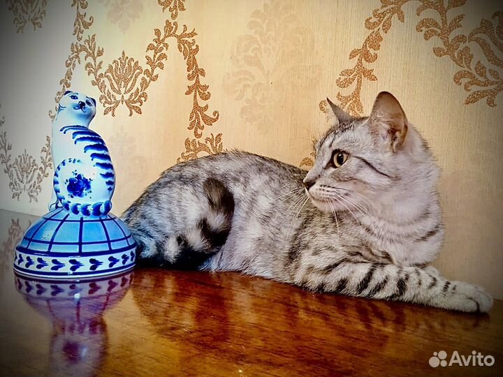 Кошечка ищет семью
