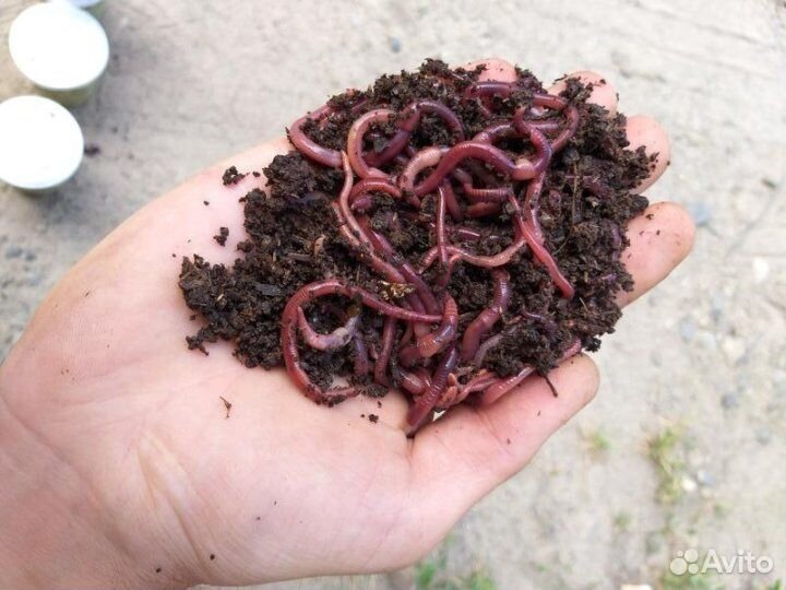 Черви для рыбалки