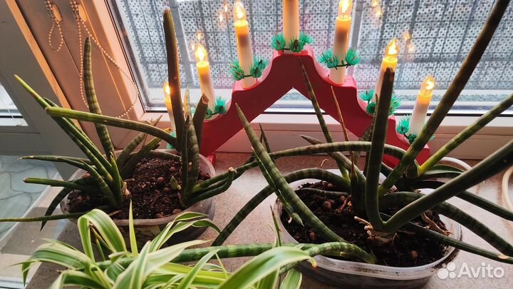 Хлорофитум сансивьерия цилиндра