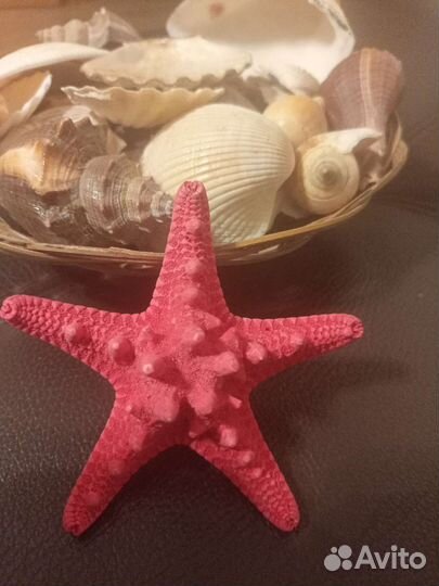 Морские ракушки раковины