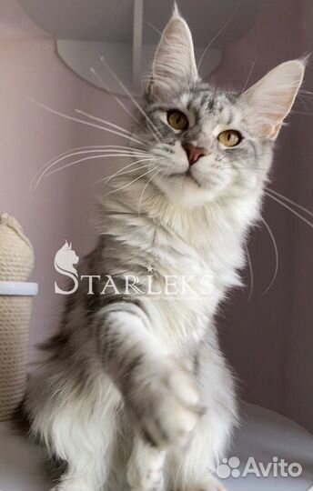 Девочка голубой мрамор на серебре