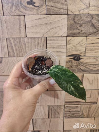 Эпипремнум пиннатум вариегатный, Себу блю