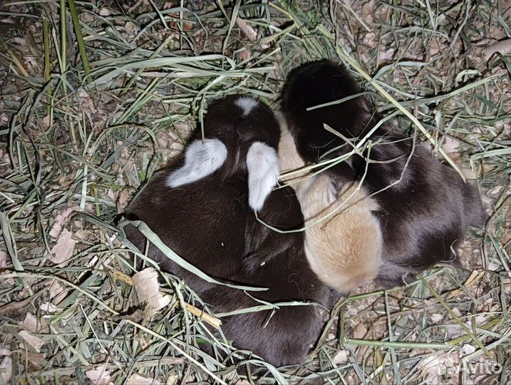 Шикарные вислоухие крольчата