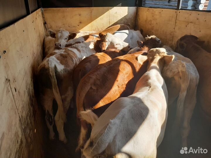 Телята симменталы