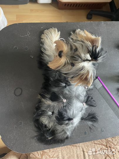 Йоркширский терьер