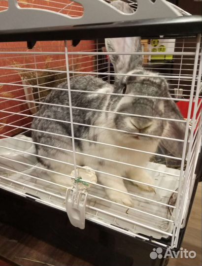 Кролик в заботливые руки